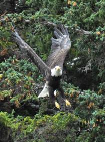 Uma Bald Eagle voa sobre nossas cabeças, em Haines, no sudeste do Alaska